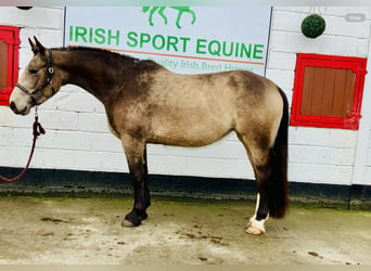 Cavallo sportivo irlandese, Giumenta, 4 Anni, 162 cm, Falbo