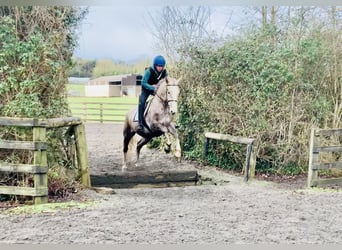 Cavallo sportivo irlandese, Giumenta, 4 Anni, 162 cm, Grigio