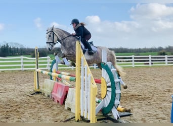 Cavallo sportivo irlandese, Giumenta, 4 Anni, 162 cm, Grigio