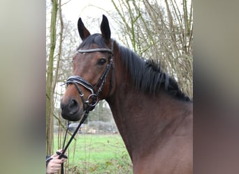 Cavallo sportivo irlandese, Giumenta, 4 Anni, 164 cm, Baio