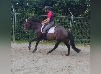 Cavallo sportivo irlandese, Giumenta, 4 Anni, 164 cm, Baio