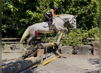 Cavallo sportivo irlandese, Giumenta, 4 Anni, 164 cm, Grigio pezzato