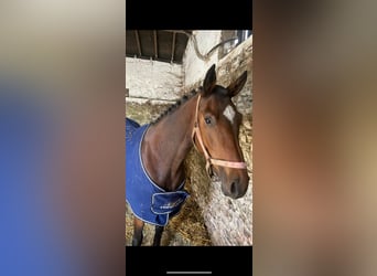 Cavallo sportivo irlandese, Giumenta, 4 Anni, 165 cm, Baio ciliegia
