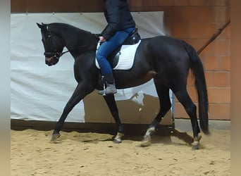 Cavallo sportivo irlandese, Giumenta, 4 Anni, 165 cm, Baio nero