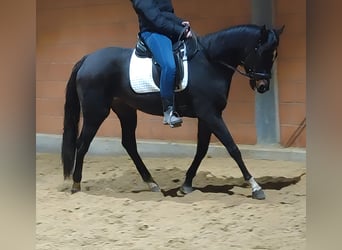 Cavallo sportivo irlandese, Giumenta, 4 Anni, 165 cm, Baio nero