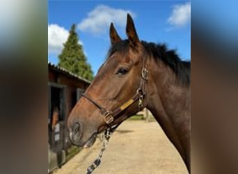 Cavallo sportivo irlandese, Giumenta, 4 Anni, 166 cm, Baio