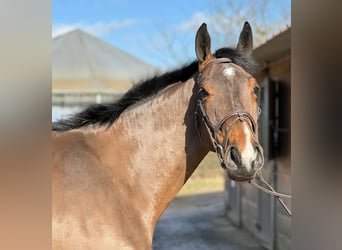 Cavallo sportivo irlandese, Giumenta, 4 Anni, 167 cm, Baio