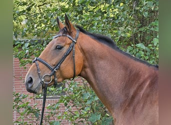 Cavallo sportivo irlandese, Giumenta, 4 Anni, 168 cm, Baio