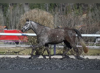 Cavallo sportivo irlandese, Giumenta, 4 Anni, 169 cm, Può diventare grigio