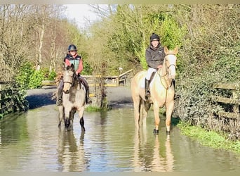 Cavallo sportivo irlandese, Giumenta, 4 Anni, 172 cm, Palomino