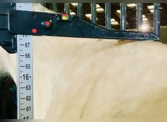 Cavallo sportivo irlandese, Giumenta, 4 Anni, 172 cm, Palomino