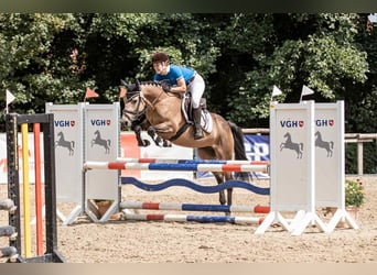 Cavallo sportivo irlandese, Giumenta, 5 Anni, 146 cm, Falbo