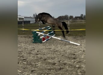 Cavallo sportivo irlandese, Giumenta, 5 Anni, 146 cm, Falbo