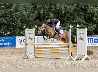 Cavallo sportivo irlandese, Giumenta, 5 Anni, 146 cm, Falbo