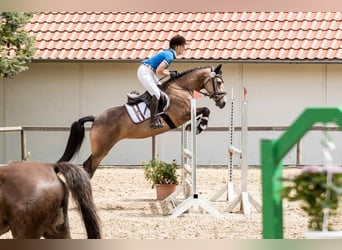 Cavallo sportivo irlandese, Giumenta, 5 Anni, 146 cm, Falbo