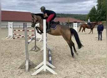Cavallo sportivo irlandese, Giumenta, 5 Anni, 146 cm, Falbo