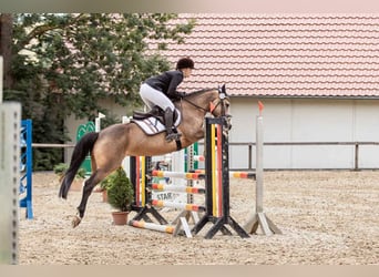 Cavallo sportivo irlandese, Giumenta, 5 Anni, 146 cm, Falbo