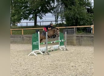 Cavallo sportivo irlandese, Giumenta, 5 Anni, 146 cm, Falbo