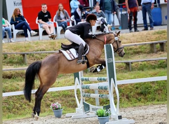 Cavallo sportivo irlandese, Giumenta, 5 Anni, 146 cm, Falbo