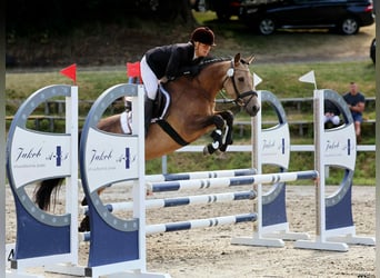Cavallo sportivo irlandese, Giumenta, 5 Anni, 146 cm, Falbo