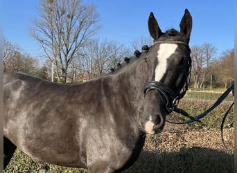 Cavallo sportivo irlandese, Giumenta, 5 Anni, 148 cm, Baio scuro