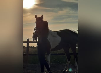 Cavallo sportivo irlandese Mix, Giumenta, 5 Anni, 154 cm, Pezzato