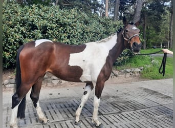 Cavallo sportivo irlandese Mix, Giumenta, 5 Anni, 154 cm, Pezzato
