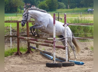 Cavallo sportivo irlandese, Giumenta, 5 Anni, 156 cm, Leardo