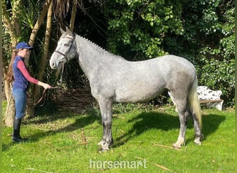 Cavallo sportivo irlandese, Giumenta, 5 Anni, 157 cm, Grigio