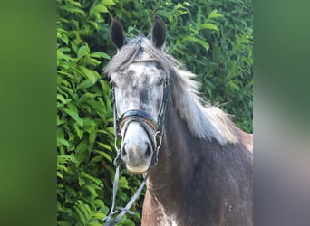 Cavallo sportivo irlandese, Giumenta, 5 Anni, 157 cm, Grigio ferro