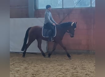 Cavallo sportivo irlandese, Giumenta, 5 Anni, 158 cm, Baio