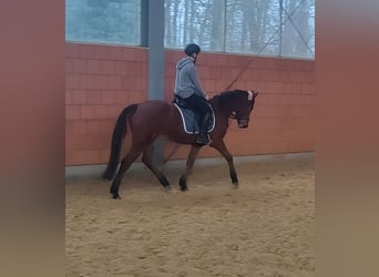 Cavallo sportivo irlandese, Giumenta, 5 Anni, 158 cm, Baio