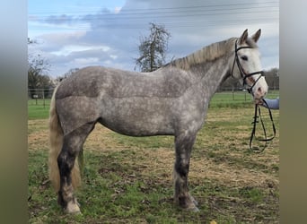 Cavallo sportivo irlandese, Giumenta, 5 Anni, 159 cm, Grigio pezzato