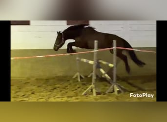 Cavallo sportivo irlandese, Giumenta, 5 Anni, 160 cm, Baio