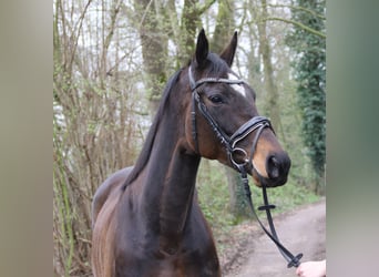 Cavallo sportivo irlandese, Giumenta, 5 Anni, 160 cm, Baio nero