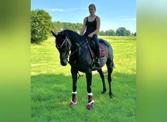Cavallo sportivo irlandese, Giumenta, 5 Anni, 160 cm, Baio scuro