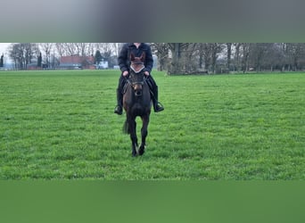 Cavallo sportivo irlandese, Giumenta, 5 Anni, 160 cm