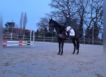 Cavallo sportivo irlandese, Giumenta, 5 Anni, 160 cm