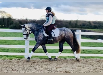Cavallo sportivo irlandese, Giumenta, 5 Anni, 160 cm, Grigio pezzato