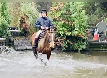 Cavallo sportivo irlandese, Giumenta, 5 Anni, 162 cm, Baio
