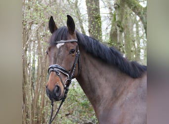 Cavallo sportivo irlandese, Giumenta, 5 Anni, 162 cm, Baio nero