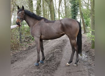 Cavallo sportivo irlandese, Giumenta, 5 Anni, 162 cm, Baio nero
