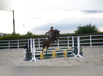 Cavallo sportivo irlandese, Giumenta, 5 Anni, 163 cm, Baio ciliegia