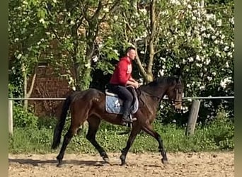 Cavallo sportivo irlandese, Giumenta, 5 Anni, 163 cm, Baio scuro