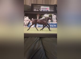 Cavallo sportivo irlandese, Giumenta, 5 Anni, 163 cm, Morello