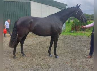 Cavallo sportivo irlandese, Giumenta, 5 Anni, 163 cm, Morello