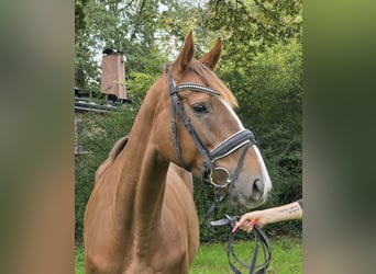 Cavallo sportivo irlandese Mix, Giumenta, 5 Anni, 163 cm, Sauro scuro