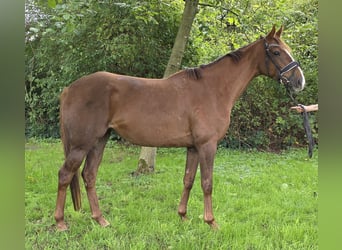Cavallo sportivo irlandese Mix, Giumenta, 5 Anni, 163 cm, Sauro scuro