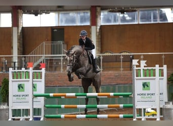 Cavallo sportivo irlandese, Giumenta, 5 Anni, 164 cm, Grigio