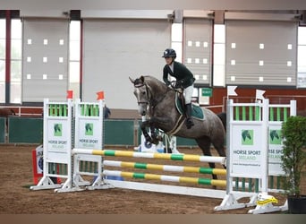 Cavallo sportivo irlandese, Giumenta, 5 Anni, 164 cm, Grigio